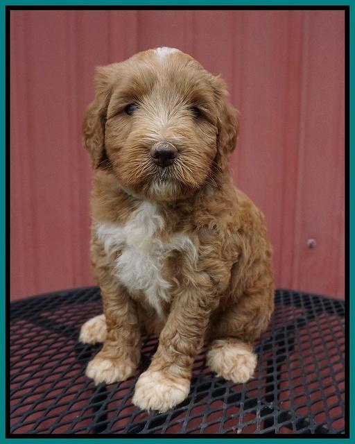 Prim Benz pups 5 wks old 121