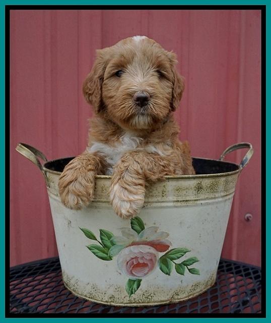 Prim Benz pups 5 wks old 91