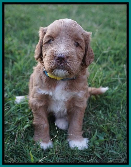 Prim and benz pups 4 wks old 51