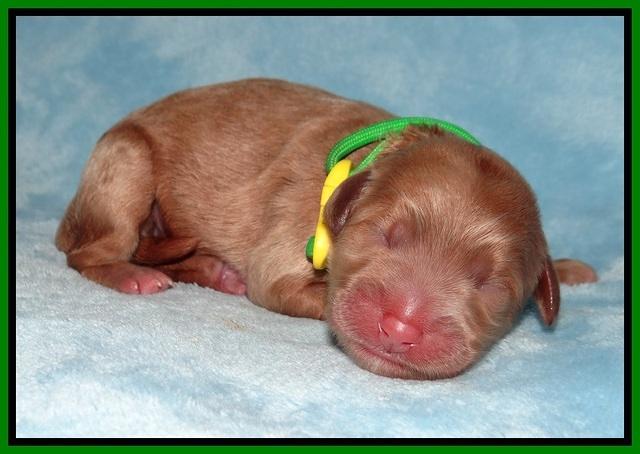 Prim Benz Newborn pics 91