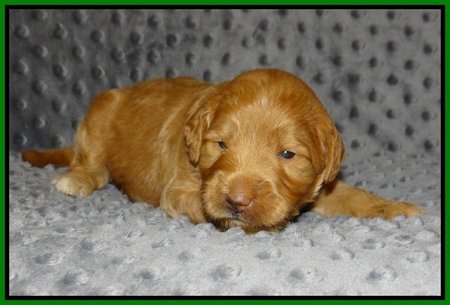 Prim Benz pups 2 wks old71