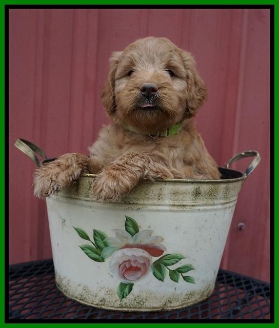 Prim Benz pups 5 wks old 131