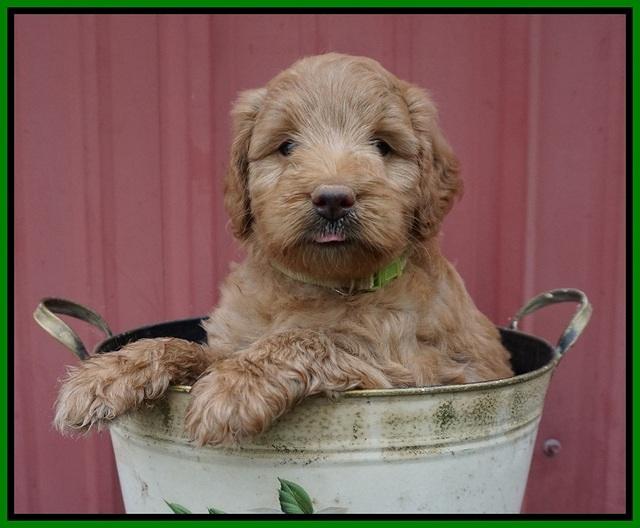 Prim Benz pups 5 wks old 141