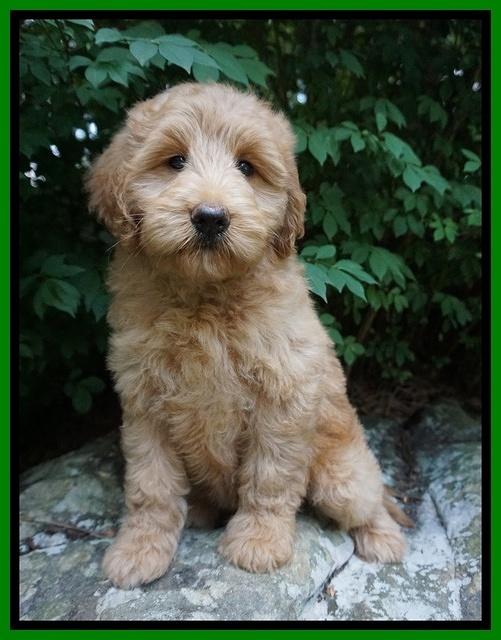 Prim Benz pups 8 wks old 34000