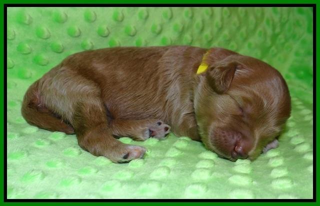 Prim and Benz pups 1 wk old51