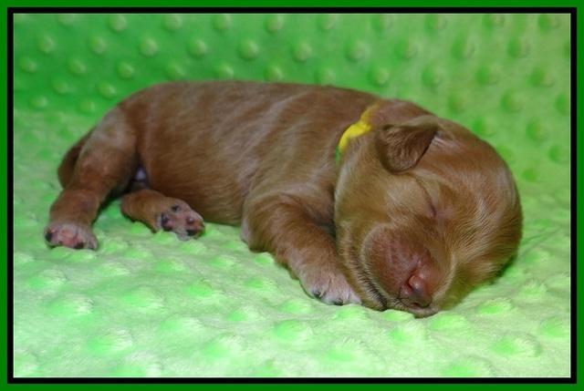 Prim and Benz pups 1 wk old61