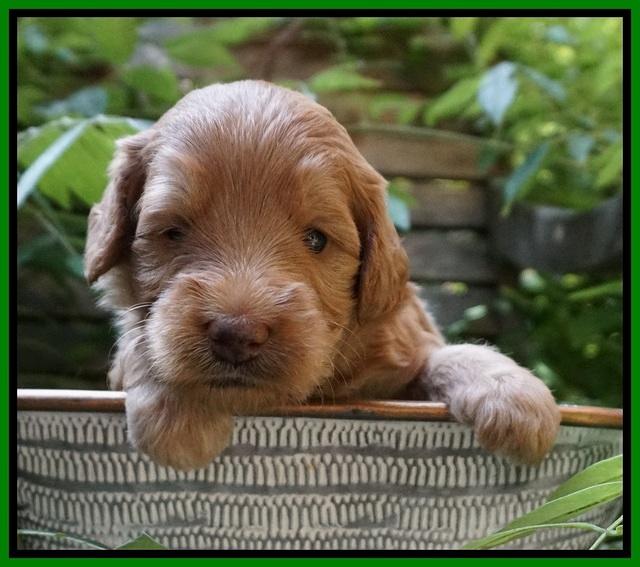 Prim and benz pups 3 wks old 111