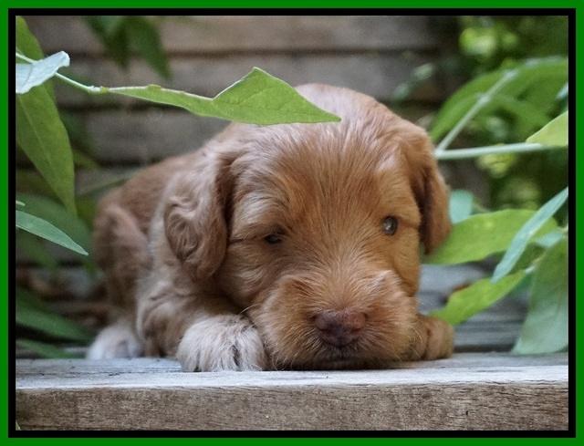 Prim and benz pups 3 wks old 131