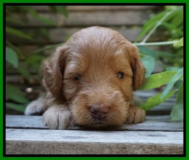 Prim and benz pups 3 wks old 141