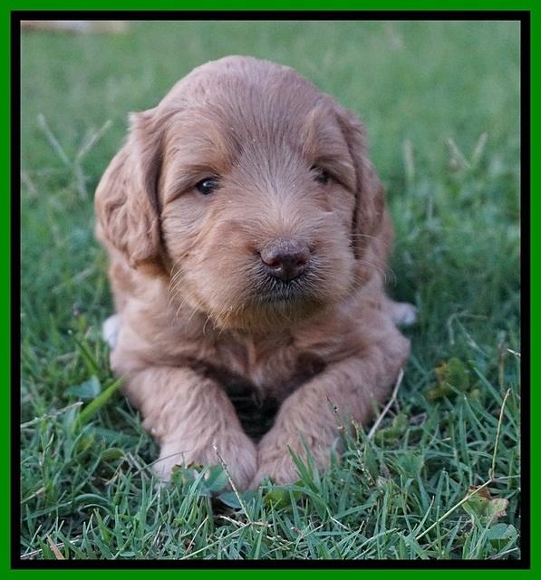 Prim and benz pups 4 wks old 71