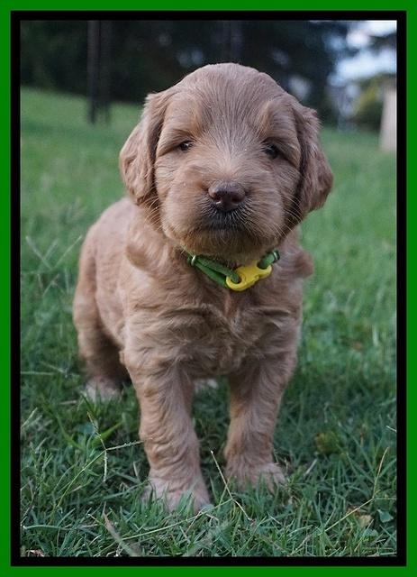 Prim and benz pups 4 wks old 81