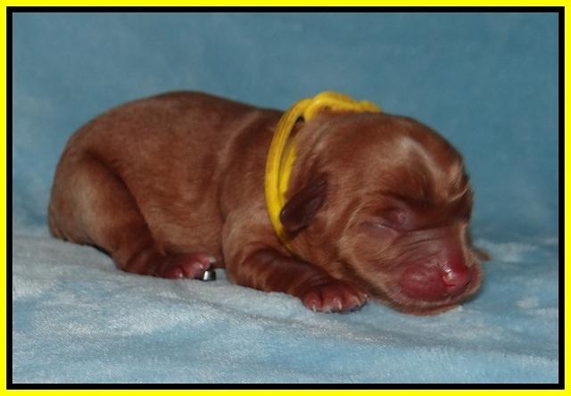 Prim Benz Newborn pics 101