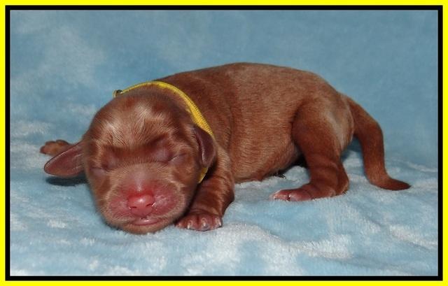 Prim Benz Newborn pics 111
