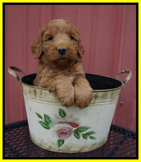 Prim Benz pups 5 wks old 171