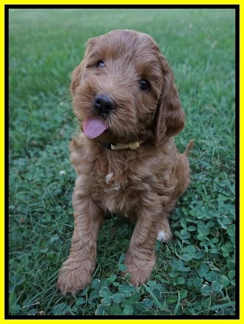 Prim Benz pups 6 weeks old 191