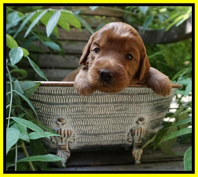 Prim and benz pups 3 wks old 151