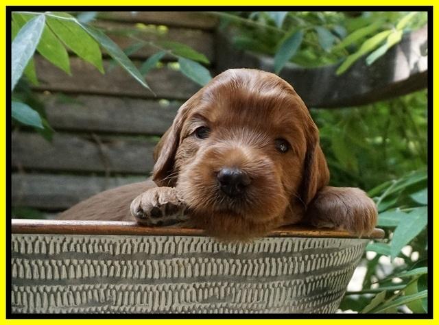 Prim and benz pups 3 wks old 161