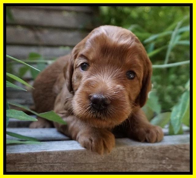Prim and benz pups 3 wks old 171