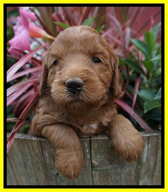 Prim and benz pups 4 wks old 211