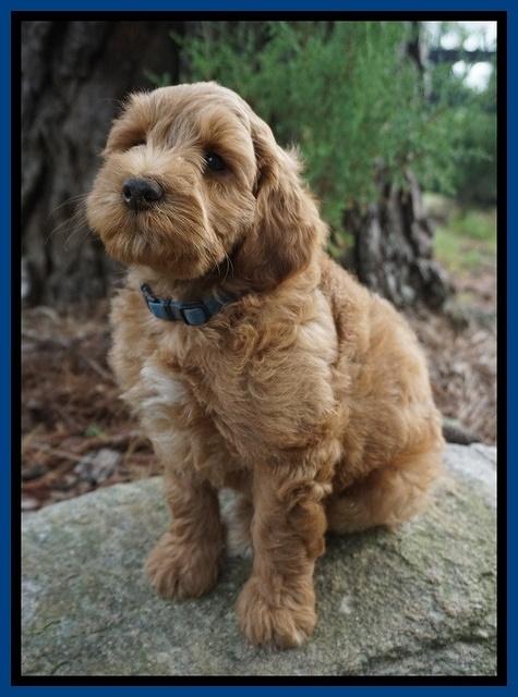 Cookie Benz pups 7 wks old 171