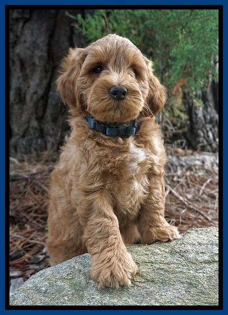 Cookie Benz pups 7 wks old 191