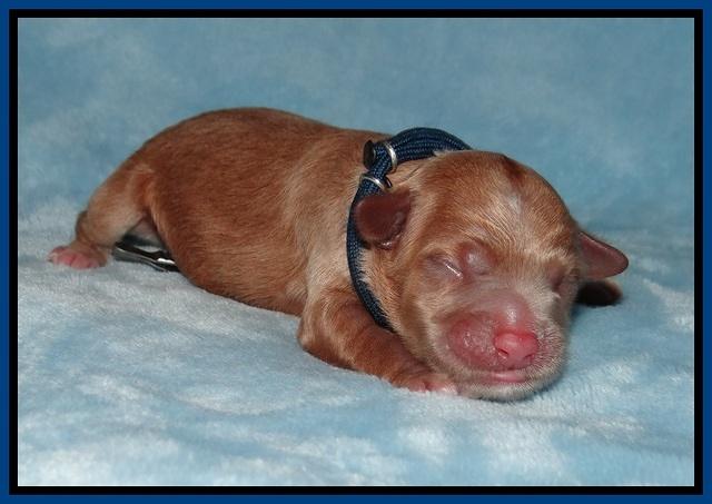 Prim Benz Newborn pics 121