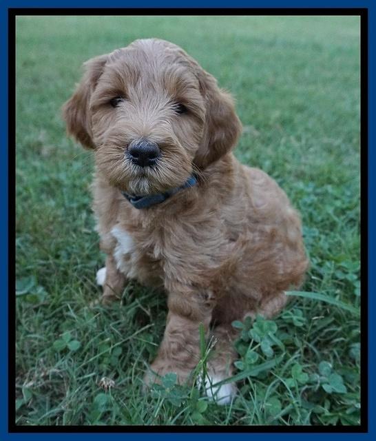 Prim Benz pups 6 weeks old 231