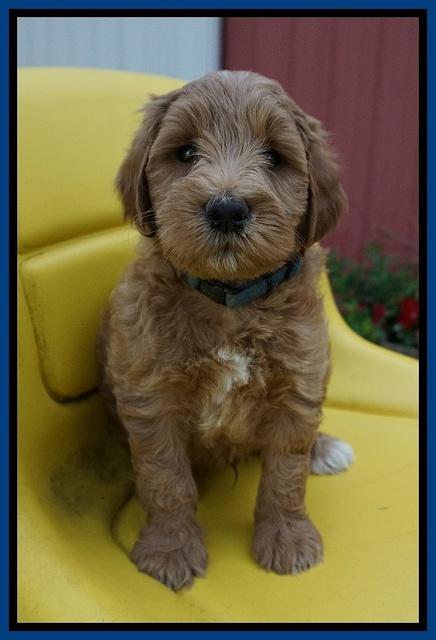 Prim Benz pups 6 weeks old 241