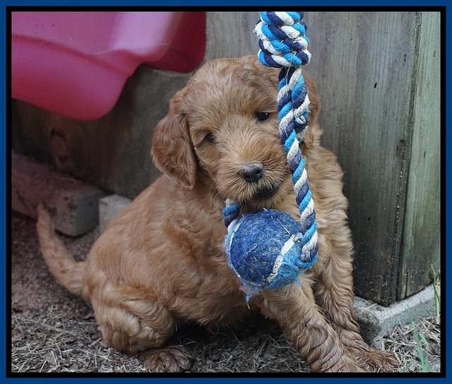 Prim Benz pups 6 weeks old 251