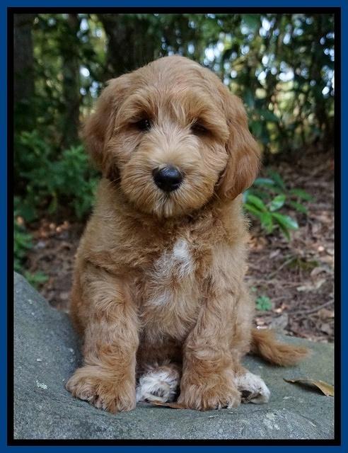 Prim Benz pups 8 wks old 101