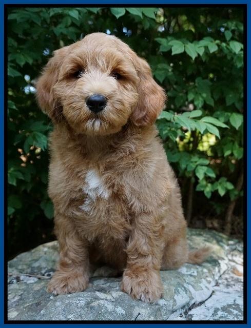 Prim Benz pups 8 wks old 61