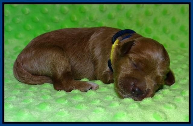 Prim and Benz pups 1 wk old121