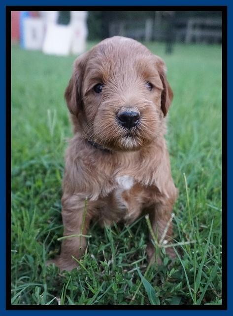 Prim and benz pups 4 wks old 131