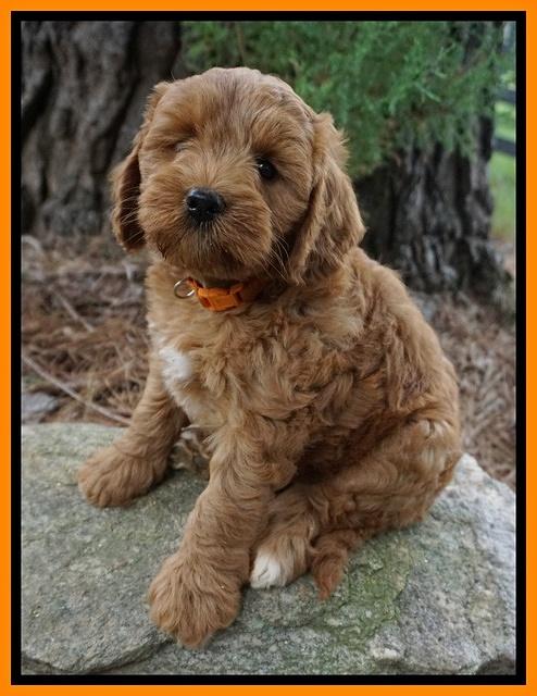 Cookie Benz pups 7 wks old 251