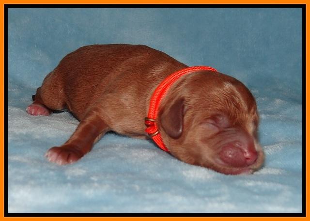 Prim Benz Newborn pics 151