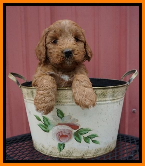 Prim Benz pups 5 wks old 251