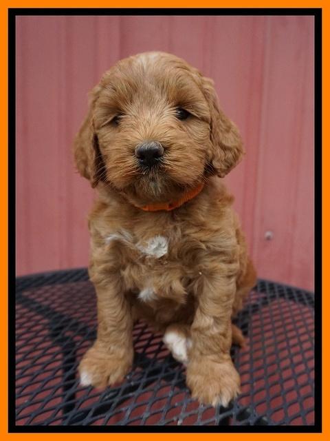 Prim Benz pups 5 wks old 271