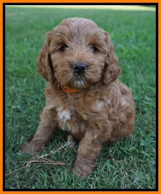 Prim Benz pups 6 weeks old 311