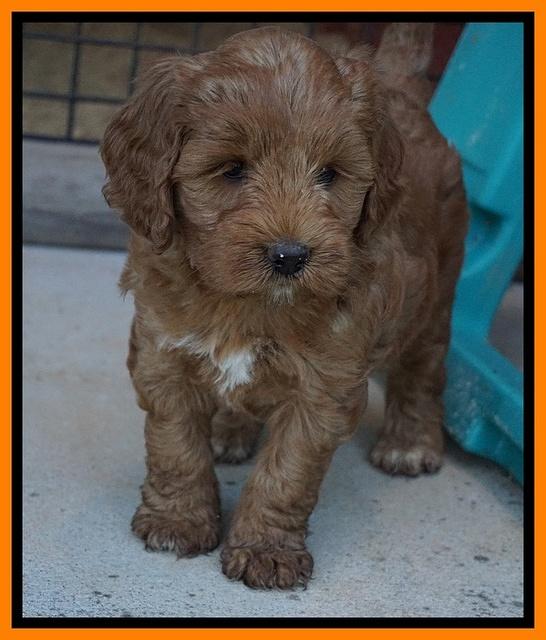 Prim Benz pups 6 weeks old 331