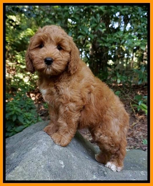 Prim Benz pups 8 wks old 31