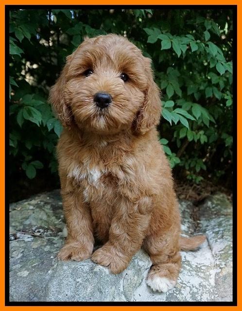 Prim Benz pups 8 wks old 41