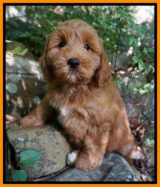 Prim Benz pups 8 wks old 51