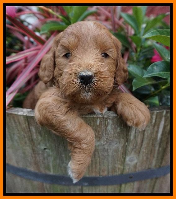 Prim and benz pups 4 wks old 291