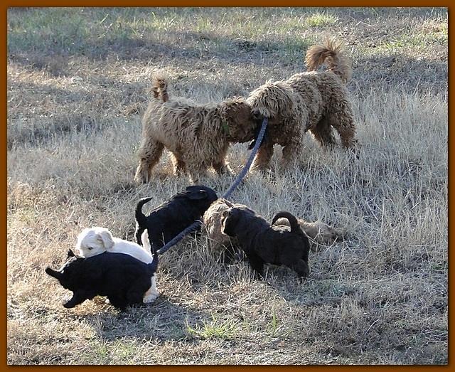 Dancer Bailey puppies 6 weeks old playtime 001