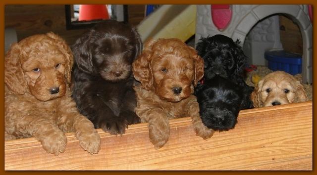 Dancer Bailey puppies 6 weeks old playtime 031