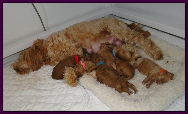 Dancer Ripley puppies 1 week old 042