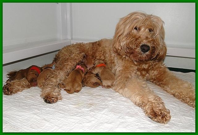 Dancer Ripley puppies newborn 11 22 10 008