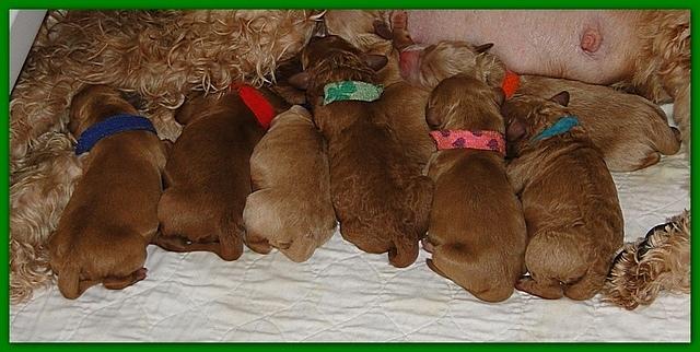 Dancer Ripley puppies newborn group 002