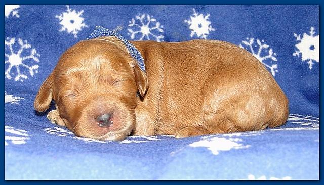 Dancer Ripley puppies 1 week old 004