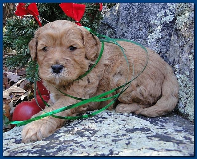 Dancer Ripley puppies 4 weeks old 009